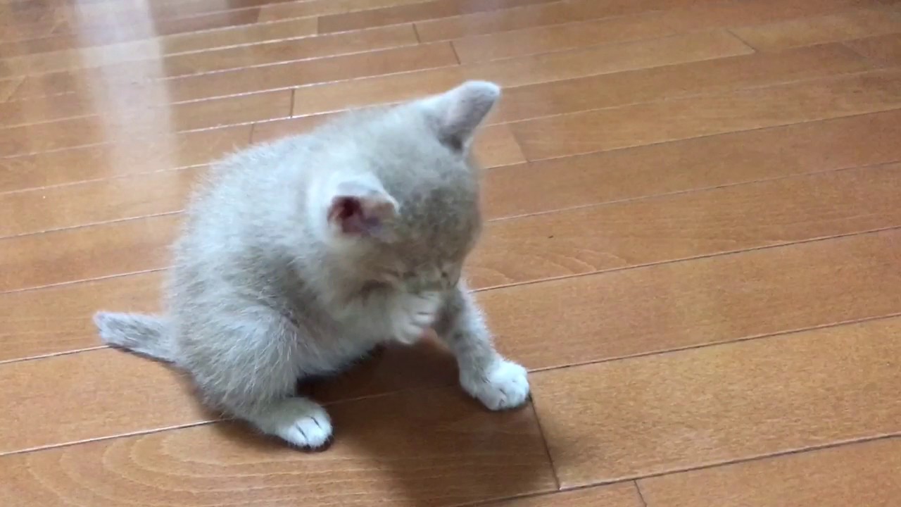 子猫の顔洗いがかわいい Kittens Face Wash Is Cute Youtube