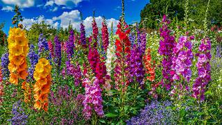 Spring Bloom   Therapy  Soothes The Nervous System And Refreshes The Soul Relaxing