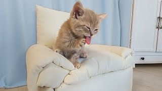 Sweet Morning of a Tiny Kitten