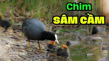 Sự Thật Về Chim Sâm Cầm – Loài Chim Tiến Vua Từng Gây Sốt Một Thời