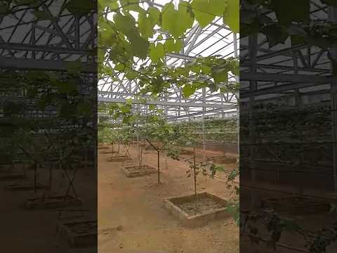 Cara Membuat Kebun Anggur Green House Shortvideo Usahasampingan Anggur Greenhouse Cara Membuat Kebun Anggur Green House Shortvideo Usahasampingan Anggur Greenhouse