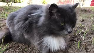 Gray Cats and cats found a home - sheltered. by ShirliMur 100 views 1 year ago 6 minutes, 1 second