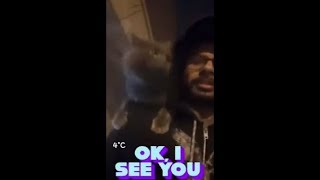 Chubby Cat Going For A Walk On Her Daddy's Shoulders