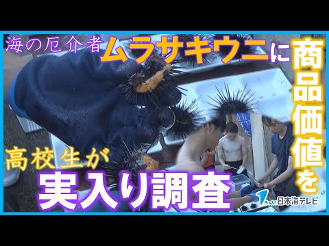 【海の厄介者】厄介者「ムラサキウニ」に商品価値を　高校生が実入りの調査　鳥取県鳥取市