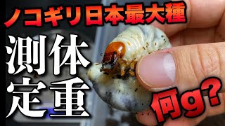 ５ヶ月目のアマミノコギリクワガタ幼虫の体重測定とボトル交換【クワガタ飼育】