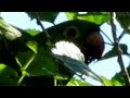 Wild parrot having breakfast on a beautiful sunny Sunday (São Paulo-Brasil)