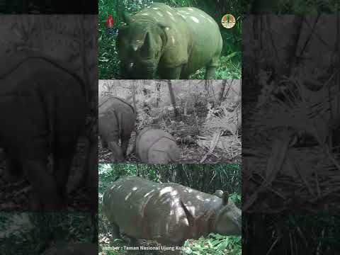 Badak Jawa (Rhinoceros sondaicus) Bertambah Lagi di TN Ujung Kulon