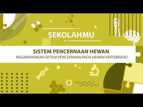 Video: 7 Fakta Menarik Tentang Sistem Pencernaan Anjing Anda