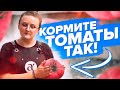 FEEDING TOMATOES IN SPRING SUMMER AND FALL THE MOST DETAILED CHEAT SHEET