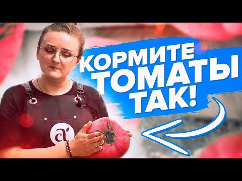 Видео: Удобрения для помидоров - когда и как использовать удобрение для томатов