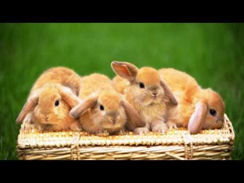 Küskün Tavşan & Masallar