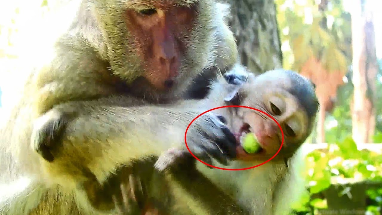 petco hours Hungry mom Popeye attempts to grab food from baby Polino - Lovable monkey baby Polino activity