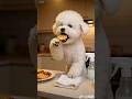你是擦桌子還是擦嘴了？#cute #bichon #pets  #funny #youtubeshorts  #toys #cutedog #animals #dog #youtube #food