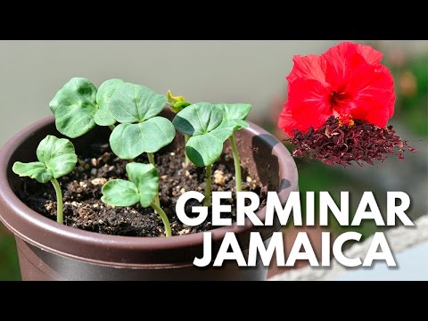 Como germinar Jamaica || Muy fácil 100% efectivo - YouTube