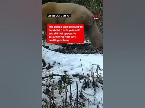 A rare albino giant panda has been spotted again in the wild in China