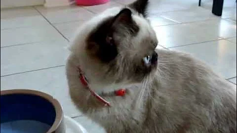 Video 2494931: exotic shorthair cat, chocolate exotic shorthair, chocolate point cats, toys cats dogs, cat playing toys