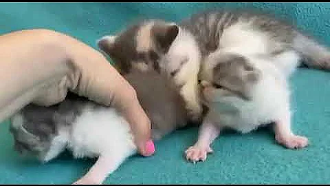 Watch the video about Exotic shorthair kittens sweet and beautiful