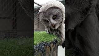 Great Grey Owls eyesight is amazing 👀 #shorts #eyes #owl #amazing