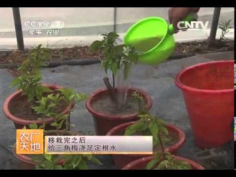 农广天地三角梅大棚盆栽技术 Youtube 农广天地三角梅大棚盆栽技术 Youtube