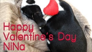 Happy Valentine's (Dog) Day NiNa!