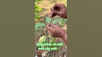 Ghép cây xoài #garden #gardening #agriculture #plants #fruit #grafting #farming #satisfying #bonsai