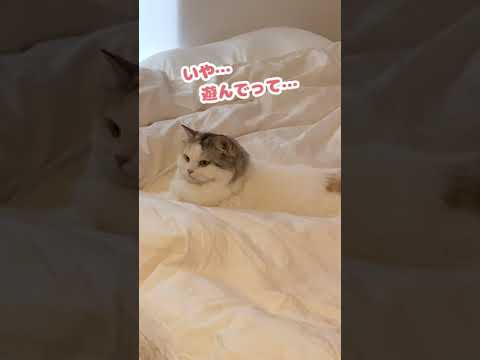 それは遊んでくれてるウチに入んの…？【おしゃべりする猫】 #Shorts