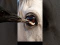 A white Arabian horse helped by sparrow #sparrow #animals #horse