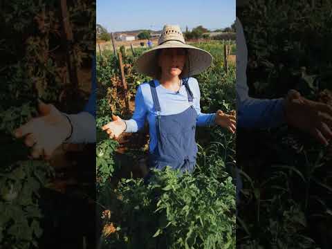 Wideo: Rodzaje krasnoludzkich roślin letniej słodkości: wybór odmian karłowatych letników