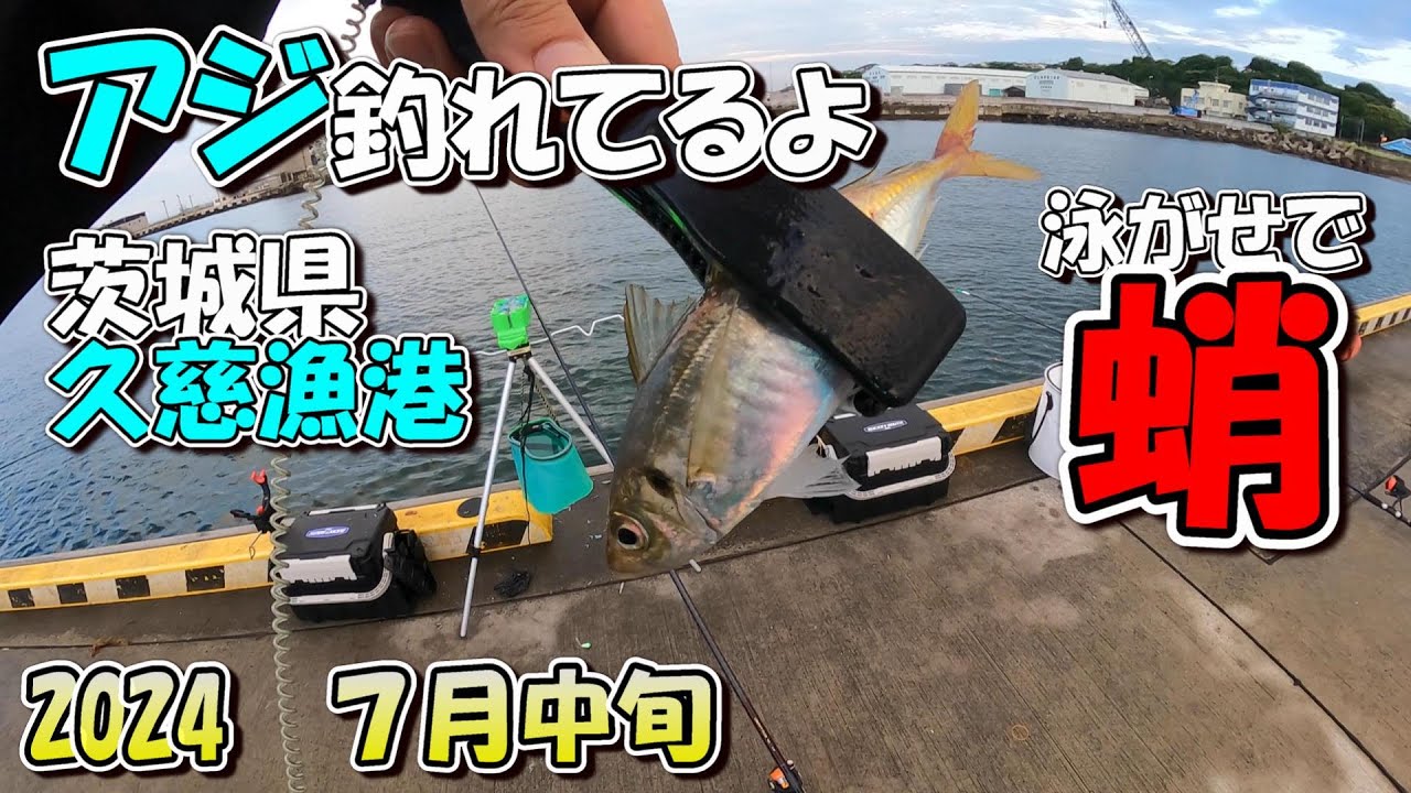 茨城県久慈漁港　アジ釣れてるよ　7月中旬　2024　泳がせでタコ　ウルメイワシも釣れます