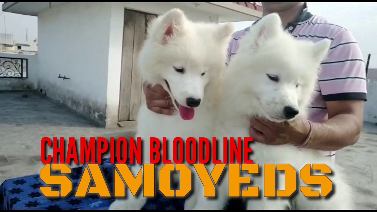 Champion Line Samoyed Puppies 5 months Old Show Winning Lines Full