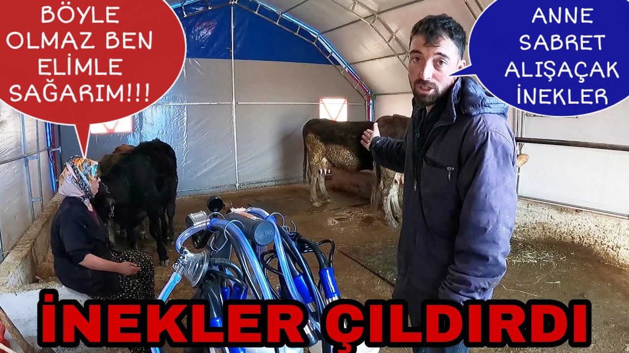 İLK SÜT SAĞMA DENEYİMİ|İNEKLER ÇILDIRDI|ANNEM KIZDI!!!!!