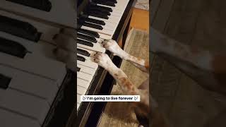 Or Is It Furever? 🤔😆#Fame #Imgonnaliveforever #Piano #Pianodog #Singingdog #Short  #Buddymercury