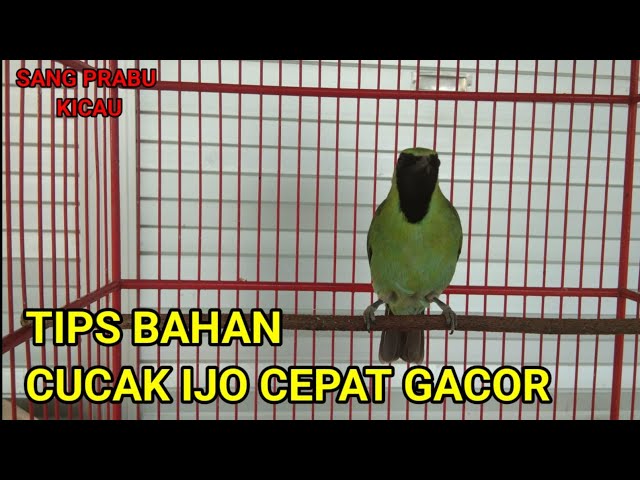 Perawatan cucak ijo bahan cepat gacor ll Perawatan ijo bahan supaya gacor class=