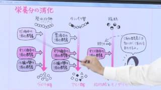 【解説授業】中2理科をひとつひとつわかりやすく。 30 栄養分のいろいろ