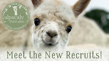 Meet The Baby Alpacas...