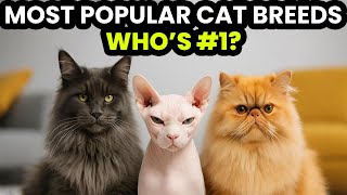 Top 10 Most Popular Cat Breeds The Winner Might Shock You