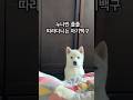 누나만 졸졸 따라다니는 아기백구 행복이 누나만 졸졸 따라다니는 아기백구 행복이