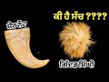 ਗਿੱਦੜ ਸਿੰਘੀ ਦਾ ਸੱਚ | ਗਿੱਦੜ ਸਿੰਘੀ ਕੀ ਹੈ | Truth of Gidarsinghi | what is Gidarsinghi | Lion Nail