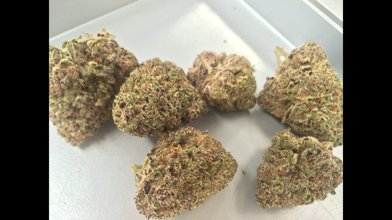 400 Grams of Cannabis Trimmed in 30 Seconds | Ez Trim Satellite Bud Trimming Machine