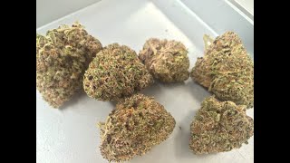 400 Grams of Cannabis Trimmed in 30 Seconds | Ez Trim Satellite Bud Trimming Machine