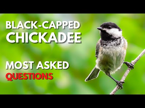 Video: Kapan chickadee bertopi hitam menjadi dewasa?