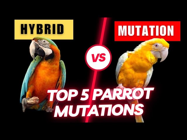 Conure Hybrids: The Ultimate Guide to Exotic Avian Combinations