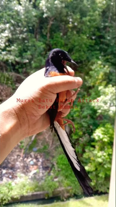 Murai Batu Hutan Attack Denak Dekat Rumah Baru