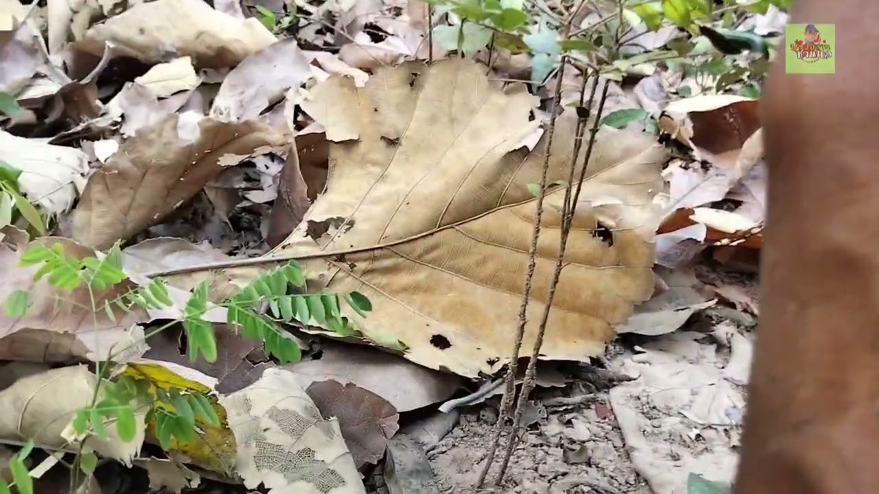 ขุดแมงนูนวิถีชาวบ้านที่หากินตามฤดูกาล