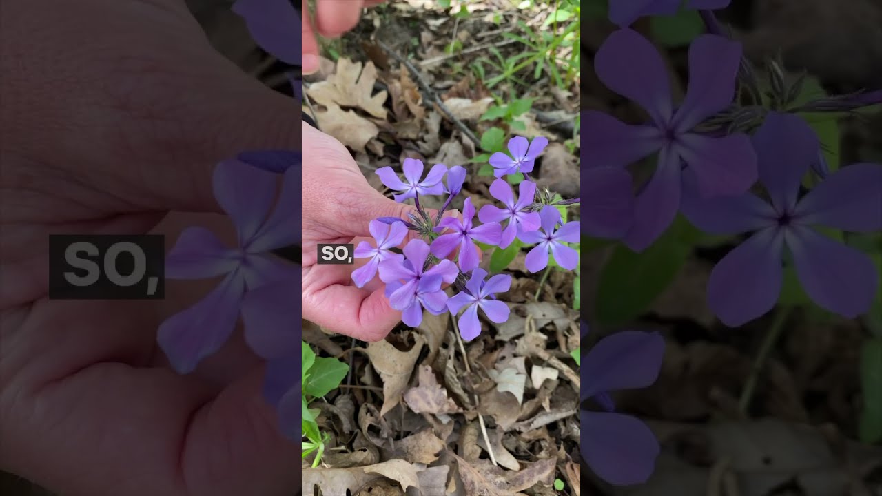 Let me show you a flower: Wild blue phlox #ShortsVideo #WillCounty