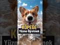 Köpeğe yüzme öğretme rehberi #köpek