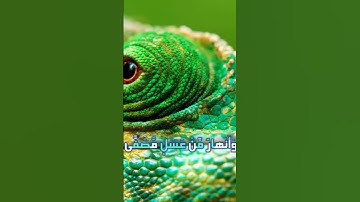 سورة محمد و،،كا.نك تسمعها لأ،؛و.ل مر.ة🌷🌸💮..❣️💓؛🏵️💗بصوت الشيخ حمزة مد؛بو.ح 💟💘،.🌼💝❤️؛،🌺💛