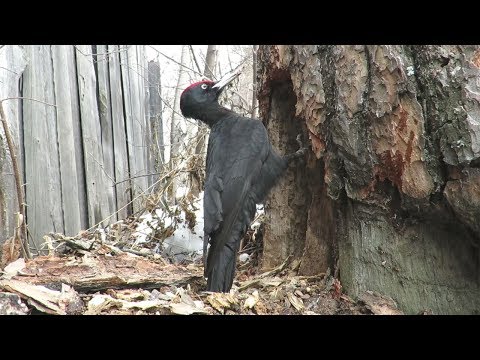 Черный дятел громко кричит и долбит дерево, Black woodpecker chops tree and screams