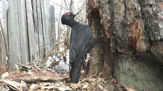 Черный дятел громко кричит и долбит дерево, Black woodpecker chops tree and screams