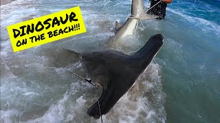 Mive Hammerhead Shark Caught From The Beach Land Based Shark Fishing
